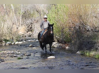 American Quarter Horse, Stute, 13 Jahre, 160 cm, Rotbrauner
