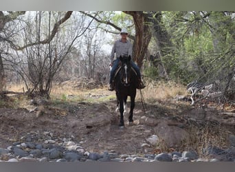 American Quarter Horse, Stute, 13 Jahre, 160 cm, Rotbrauner