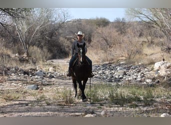 American Quarter Horse, Stute, 13 Jahre, 160 cm, Rotbrauner