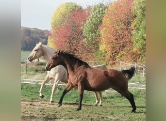 American Quarter Horse, Stute, 13 Jahre, Brauner