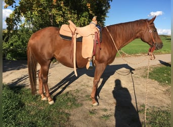 American Quarter Horse, Stute, 13 Jahre