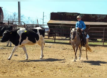 American Quarter Horse, Stute, 14 Jahre, 122 cm, Brauner