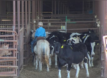 American Quarter Horse, Stute, 14 Jahre, 122 cm, Brauner