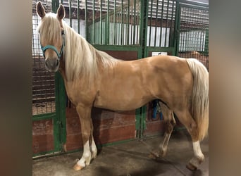 American Quarter Horse Mix, Stute, 14 Jahre, 127 cm, Palomino