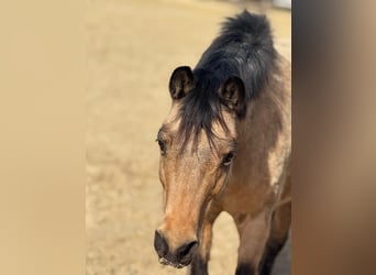 American Quarter Horse Mix, Stute, 14 Jahre, 135 cm, Falbe