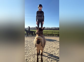American Quarter Horse Mix, Stute, 14 Jahre, 135 cm, Falbe