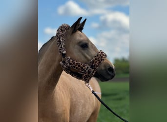 American Quarter Horse Mix, Stute, 14 Jahre, 135 cm, Falbe