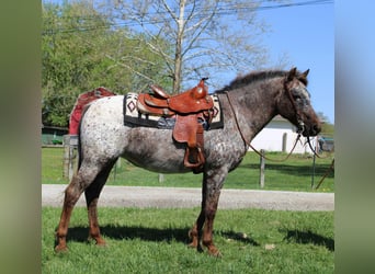 American Quarter Horse, Stute, 14 Jahre, 137 cm, Dunkelfuchs
