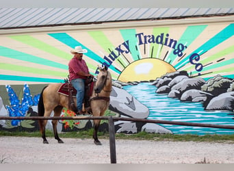 American Quarter Horse, Stute, 14 Jahre, 142 cm, Buckskin
