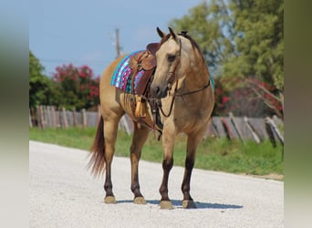 American Quarter Horse, Stute, 14 Jahre, 142 cm, Buckskin