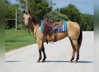 American Quarter Horse, Stute, 14 Jahre, 142 cm, Buckskin