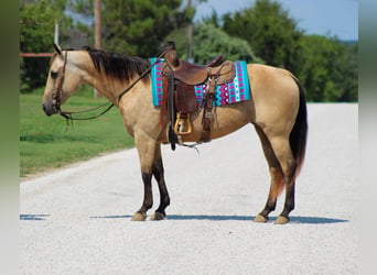 American Quarter Horse, Stute, 14 Jahre, 142 cm, Buckskin