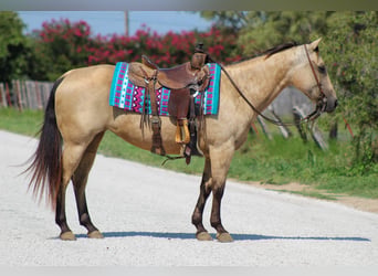 American Quarter Horse, Stute, 14 Jahre, 142 cm, Buckskin