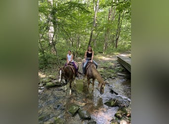 American Quarter Horse, Stute, 14 Jahre, 145 cm, Rabicano