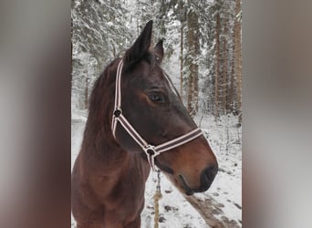 American Quarter Horse, Stute, 14 Jahre, 145 cm, Roan-Bay