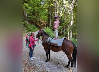 American Quarter Horse, Stute, 14 Jahre, 145 cm, Roan-Bay