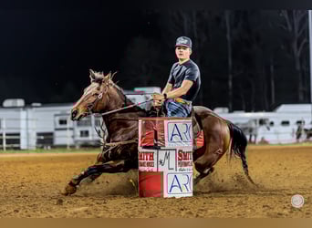 American Quarter Horse, Stute, 14 Jahre, 145 cm, Rotbrauner