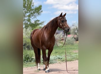 American Quarter Horse, Stute, 14 Jahre, 145 cm, Rotfuchs
