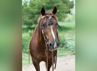 American Quarter Horse, Stute, 14 Jahre, 145 cm, Rotfuchs