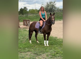 American Quarter Horse, Stute, 14 Jahre, 145 cm, Rotfuchs