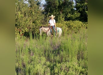 American Quarter Horse, Stute, 14 Jahre, 145 cm, Schimmel
