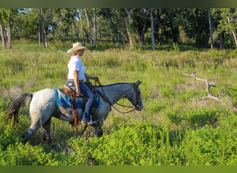 American Quarter Horse, Stute, 14 Jahre, 145 cm, Schimmel