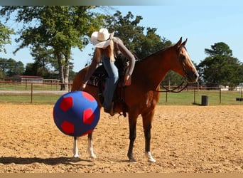 American Quarter Horse, Stute, 14 Jahre, 147 cm, Buckskin