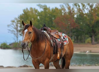 American Quarter Horse, Stute, 14 Jahre, 147 cm, Buckskin