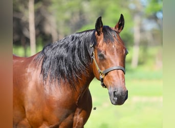 American Quarter Horse, Stute, 14 Jahre, 147 cm, Rotbrauner