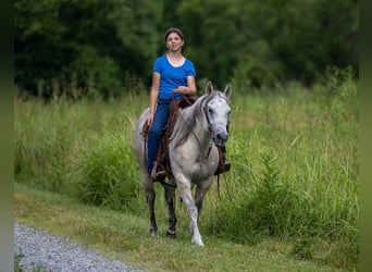 American Quarter Horse, Stute, 14 Jahre, 147 cm, Schimmel
