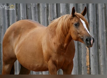 American Quarter Horse, Stute, 14 Jahre, 149 cm, Fuchs