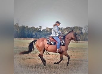 American Quarter Horse, Stute, 14 Jahre, 150 cm, Dunkelbrauner