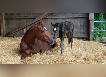 American Quarter Horse, Stute, 14 Jahre, 150 cm, Dunkelfuchs