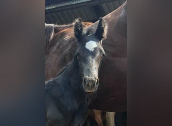 American Quarter Horse, Stute, 14 Jahre, 150 cm, Dunkelfuchs