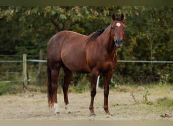 American Quarter Horse, Stute, 14 Jahre, 150 cm, Dunkelfuchs