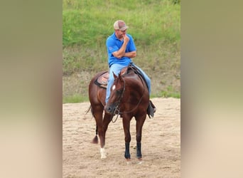 American Quarter Horse, Stute, 14 Jahre, 150 cm, Dunkelfuchs