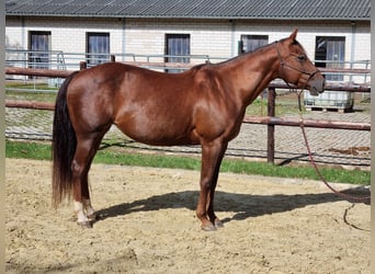 American Quarter Horse, Stute, 14 Jahre, 150 cm, Dunkelfuchs