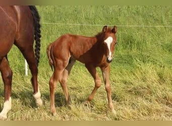 American Quarter Horse, Stute, 14 Jahre, 150 cm, Dunkelfuchs