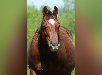 American Quarter Horse, Stute, 14 Jahre, 150 cm, Dunkelfuchs