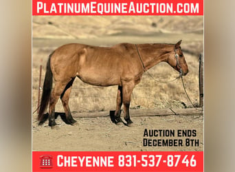 American Quarter Horse, Stute, 14 Jahre, 150 cm, Falbe