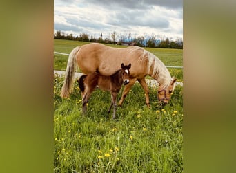 American Quarter Horse, Stute, 14 Jahre, 150 cm, Palomino