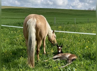 American Quarter Horse, Stute, 14 Jahre, 150 cm, Palomino