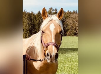 American Quarter Horse, Stute, 14 Jahre, 150 cm, Palomino
