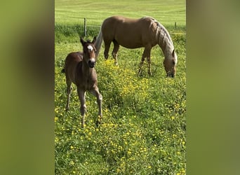 American Quarter Horse, Stute, 14 Jahre, 150 cm, Palomino