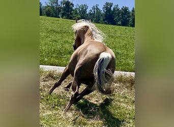 American Quarter Horse, Stute, 14 Jahre, 150 cm, Palomino