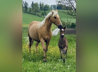 American Quarter Horse, Stute, 14 Jahre, 150 cm, Palomino