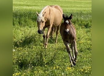 American Quarter Horse, Stute, 14 Jahre, 150 cm, Palomino
