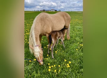 American Quarter Horse, Stute, 14 Jahre, 150 cm, Palomino