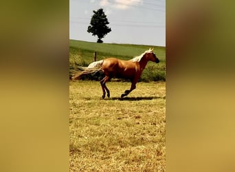 American Quarter Horse, Stute, 14 Jahre, 150 cm, Palomino