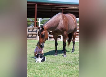 American Quarter Horse, Stute, 14 Jahre, 150 cm, Roan-Bay